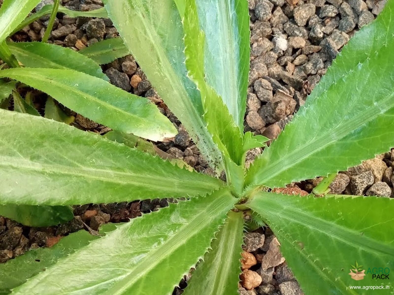 African-coriander2
