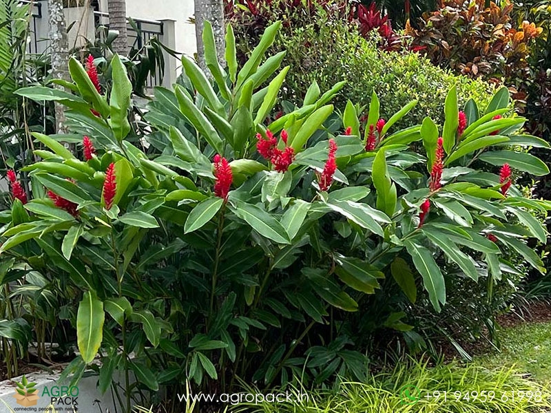 Alpinia-Red-Ginger1