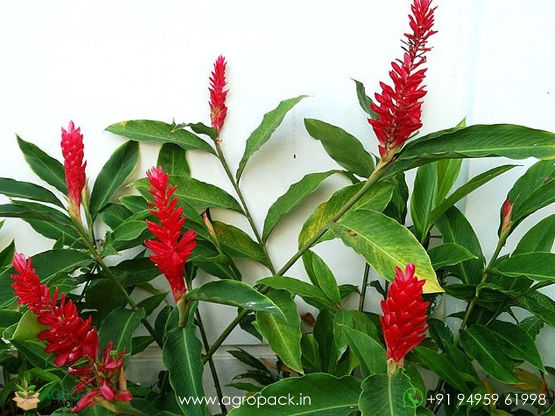 Alpinia-Red-Ginger3