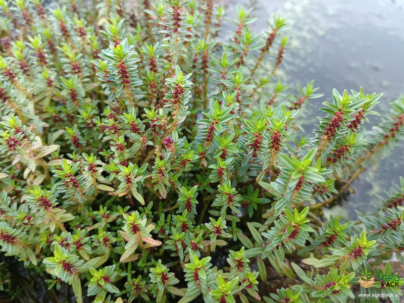 Ammannia-multiflora1