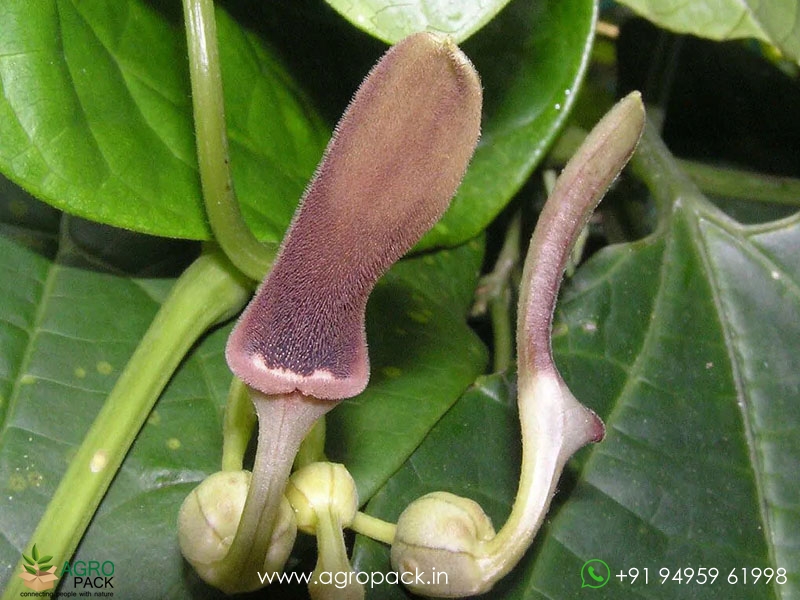 Aristolochia-indica1