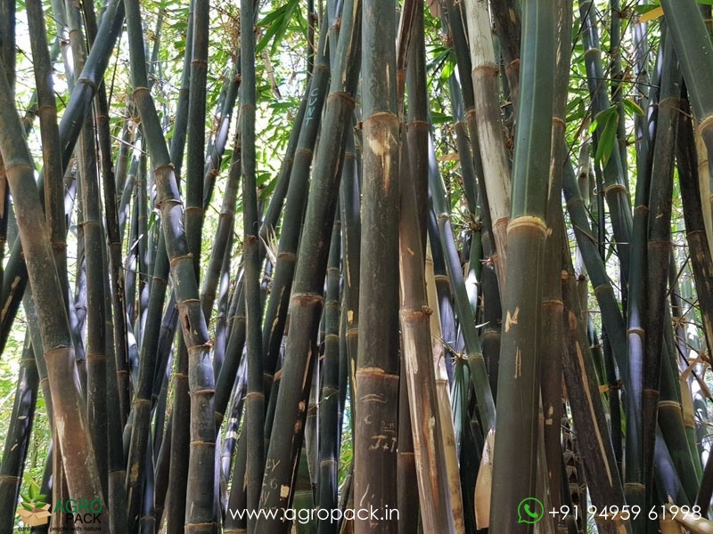 Bambusa-polymorpha-Bamboo2