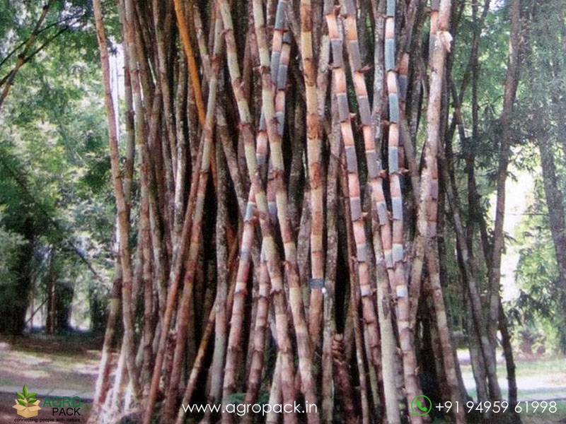 Bambusa-polymorpha-Bamboo3