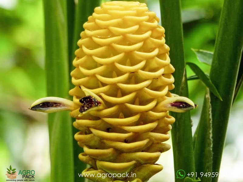 Beehive-Ginger-Yellow1
