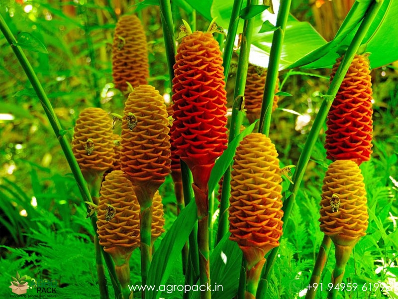 Beehive-Ginger.5