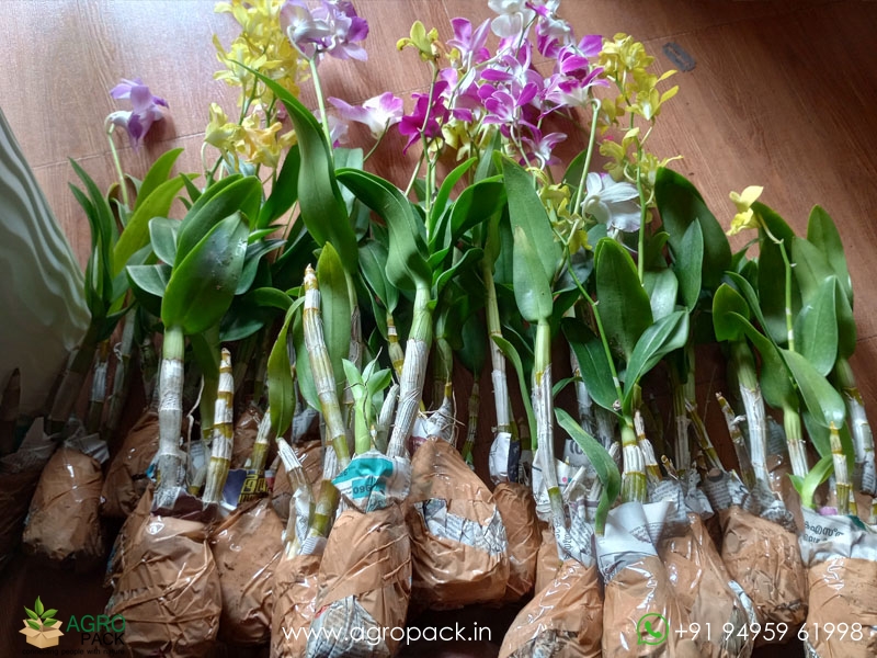 Blooming-Dendrobium-Orchids1