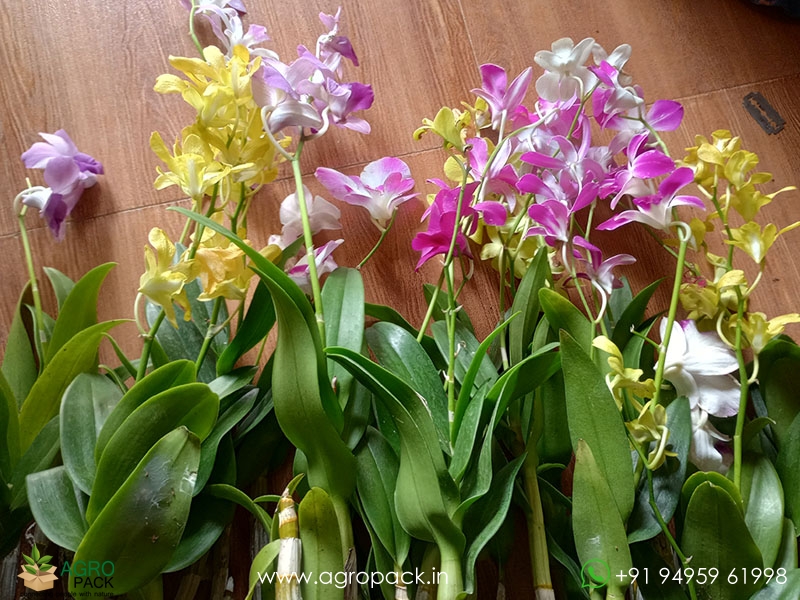 Blooming-Dendrobium-Orchids3