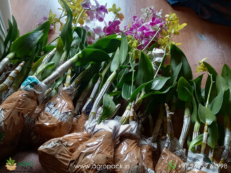 Blooming-Dendrobium-Orchids4
