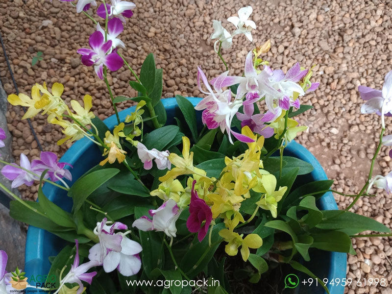 Blooming-Dendrobium-Orchids5