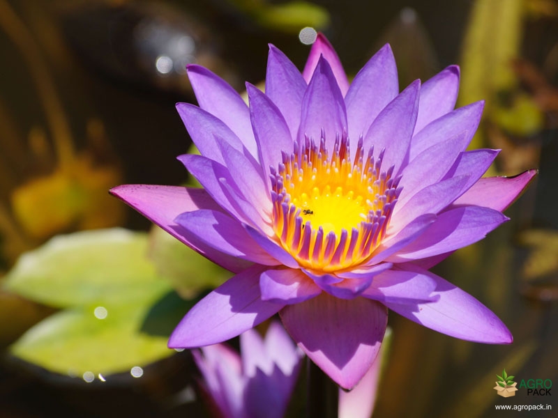 Blue-Water-Lily1