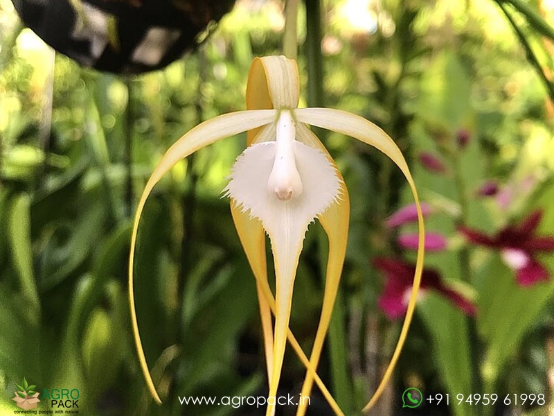 Brassavola--cucullata-×-sib-hybrid--Orchid2