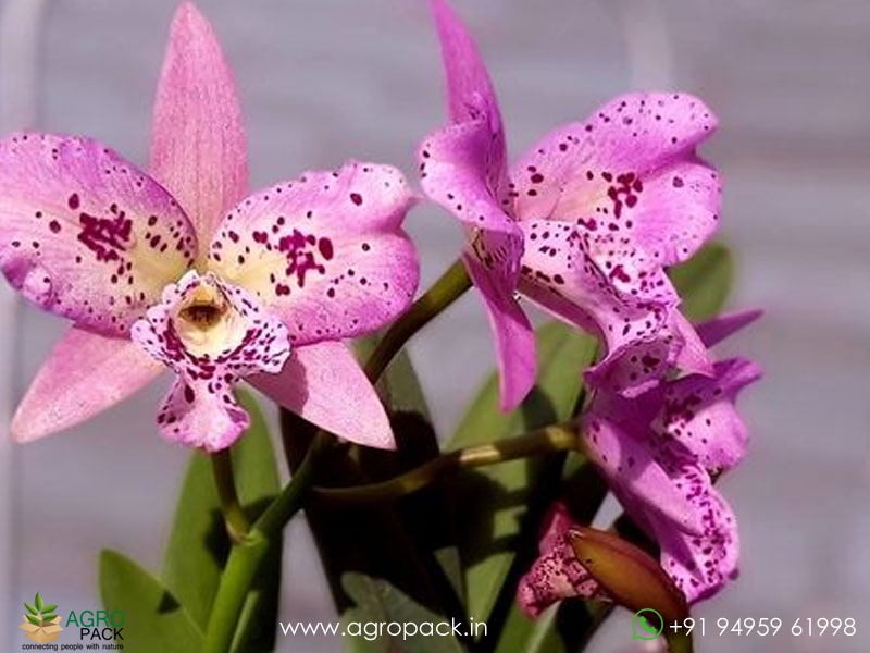 Brassocatanthe-Taiwan-Chameleon-Orchid1