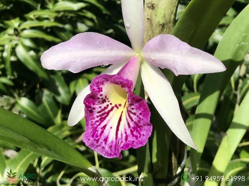 Brassocattleya-Taiwan-Big-Lip-Ta-Hsin-Orchid1