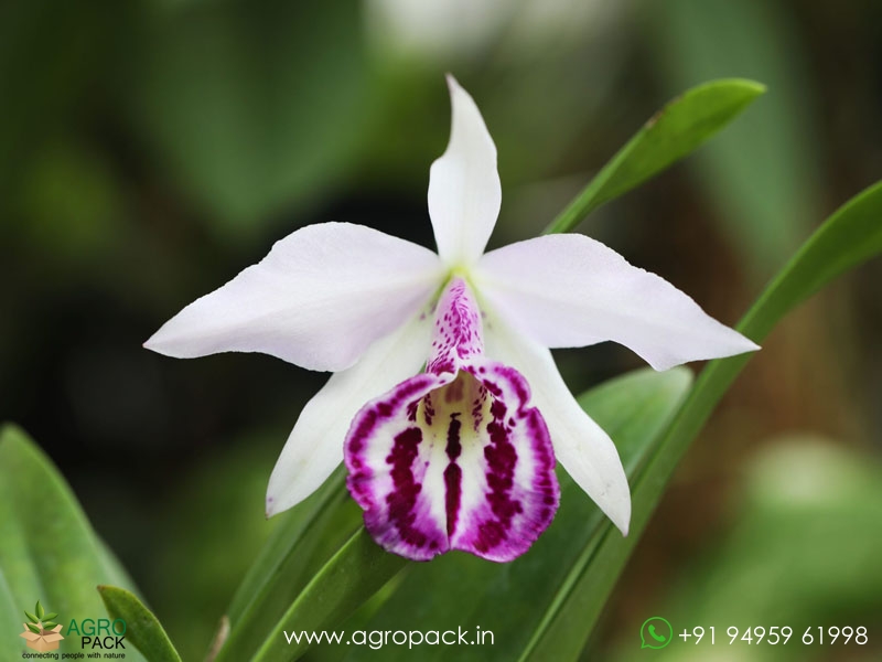 Brassocattleya-Taiwan-Big-Lip-Ta-Hsin-Orchid2