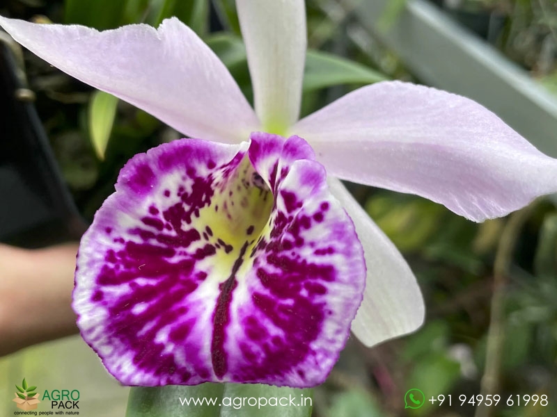 Brassocattleya-Taiwan-Big-Lip-Ta-Hsin-Orchid3
