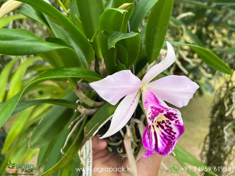 Brassocattleya-Taiwan-Big-Lip-Ta-Hsin-Orchid4
