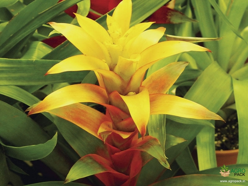 Bromeliad-Plant2