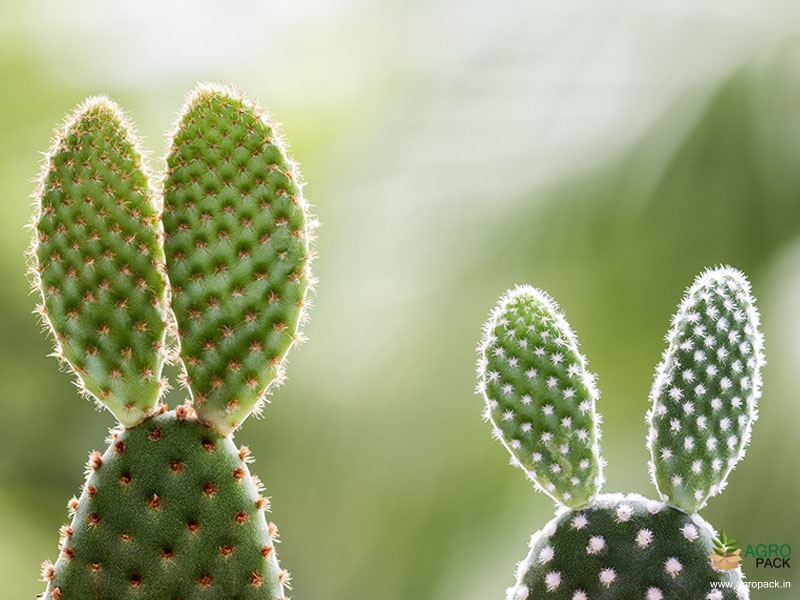 Bunny-Ears-Cactus1