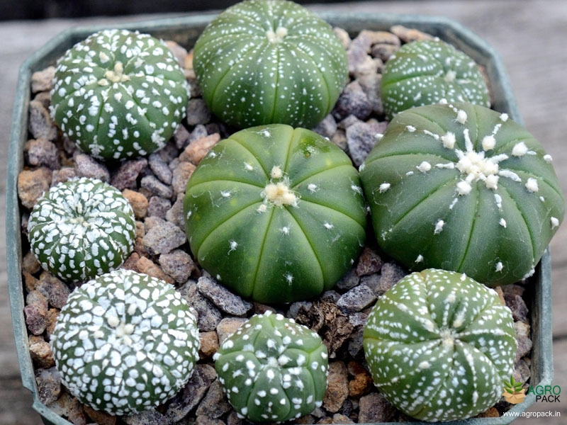 Cactus-Variety1