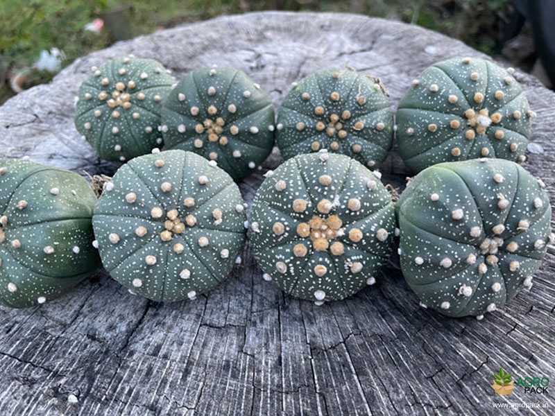 Cactus-Variety3