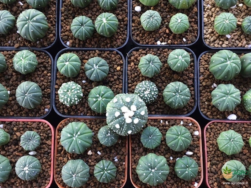 Cactus-Variety4