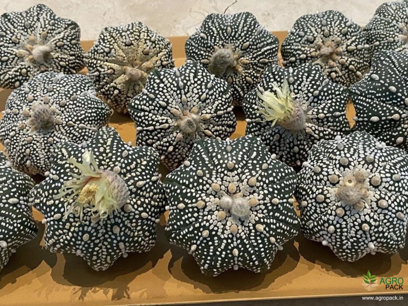 Cactus-Variety6