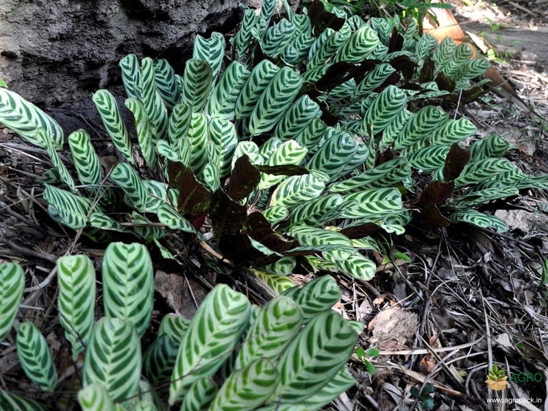 Calathea-Burle-Marxii-Plant3