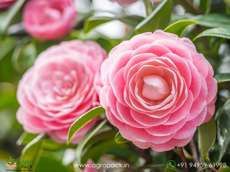 Camellia1