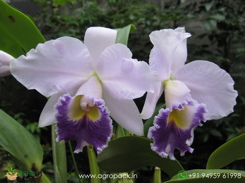 Cattleya-Hiroshima-Melody-Blue-Genie-Orchid1
