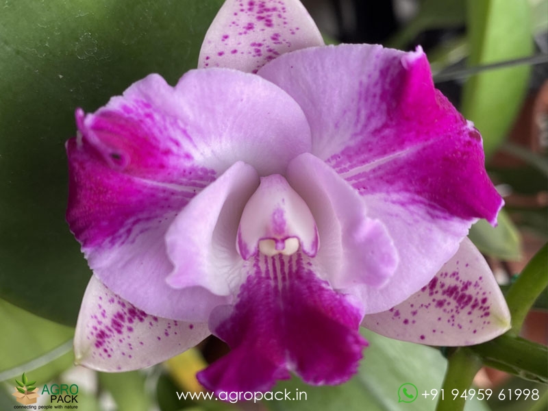 Cattleya-Monte-Elegante-Orchid1