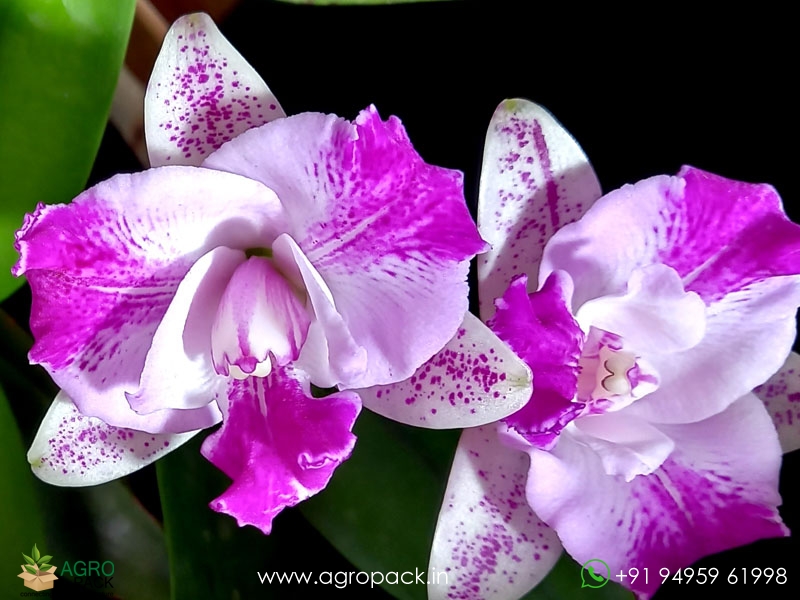 Cattleya-Monte-Elegante-Orchid2