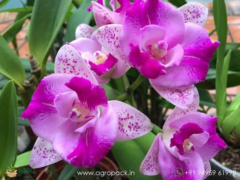 Cattleya-Monte-Elegante-Orchid3