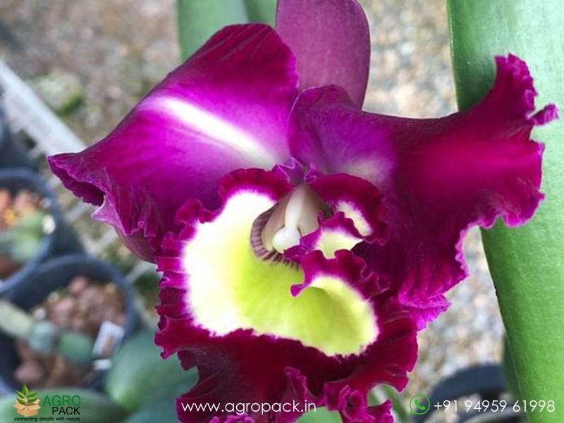 Cattleya-Rlc.-Black-Cat-Orchid1
