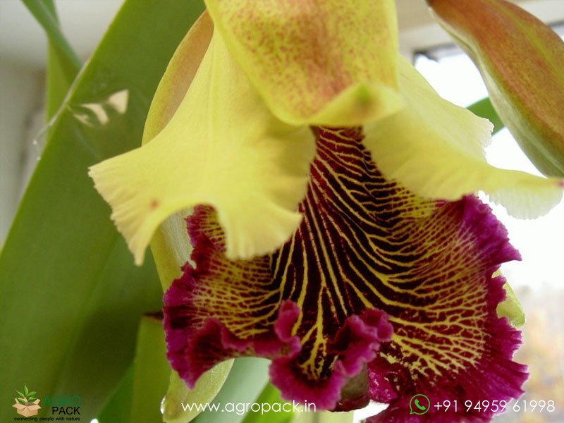 Cattleya-dowiana-×-sib-Orchid2