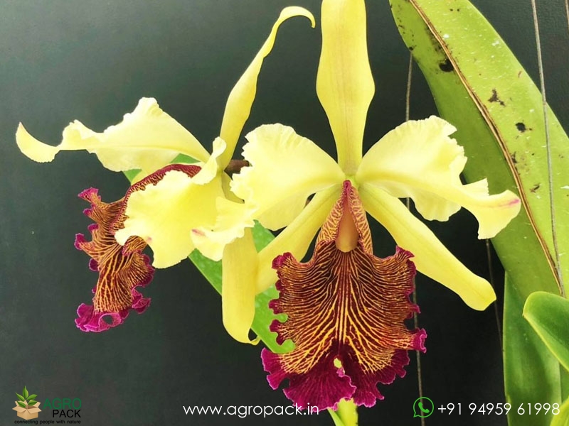 Cattleya-dowiana-×-sib-Orchid3