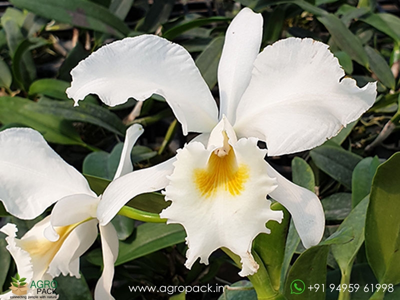 Cattleya-labiata-var-Alba-Orchid1