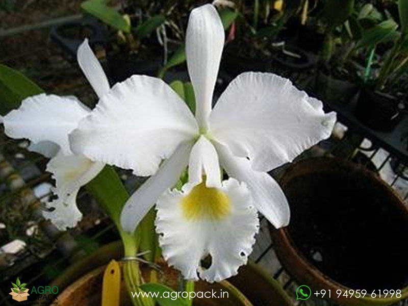 Cattleya-labiata-var-Alba-Orchid2