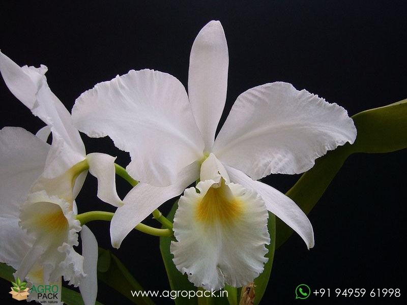 Cattleya-labiata-var-Alba-Orchid3