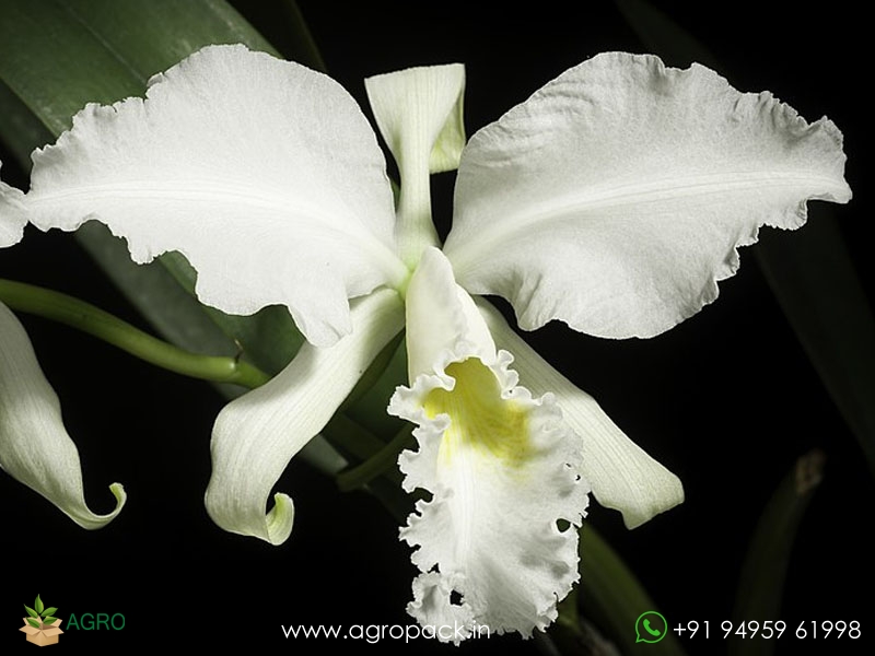Cattleya-labiata-var-Alba-Orchid4