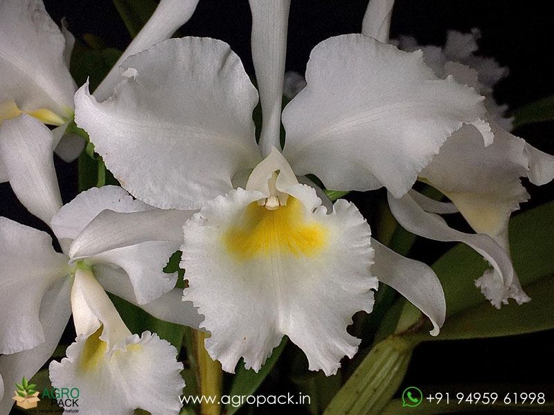 Cattleya-labiata-var-Alba-Orchid5