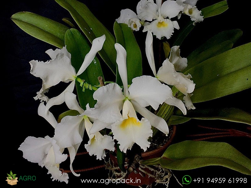 Cattleya-labiata-var-Alba-Orchid6