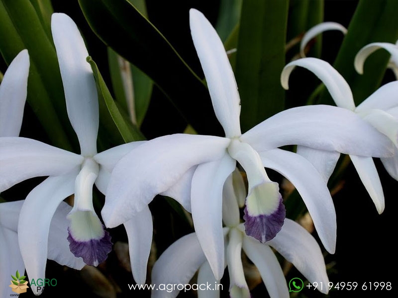 Cattleya-perrinii-var.-coerulea-Orchid1