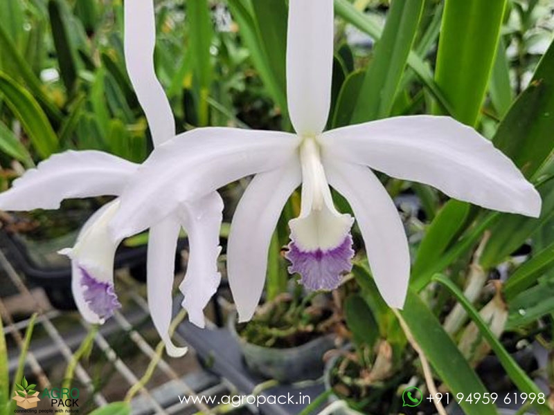Cattleya-perrinii-var.-coerulea-Orchid2