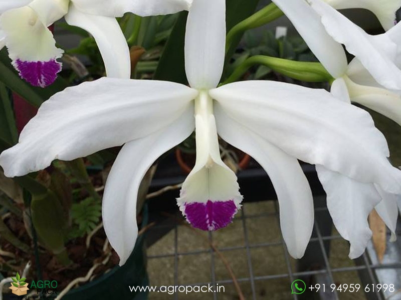 Cattleya-perrinii-var.-coerulea-Orchid3