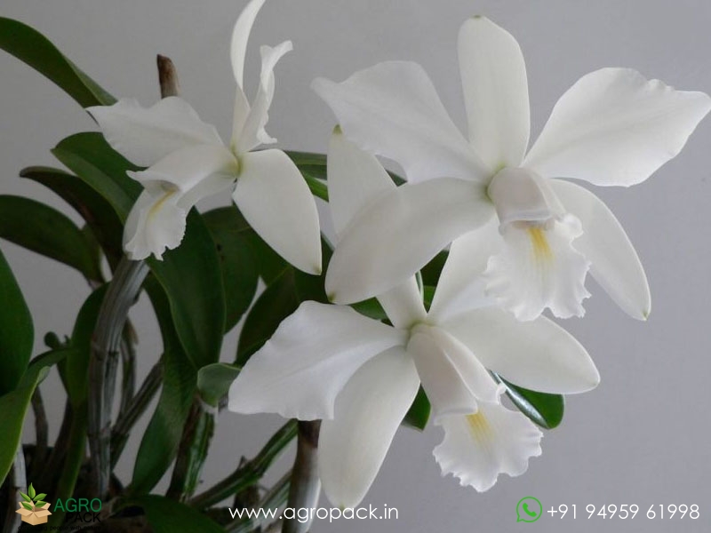 Cattleya-violacea-var.-alba-Orchid1