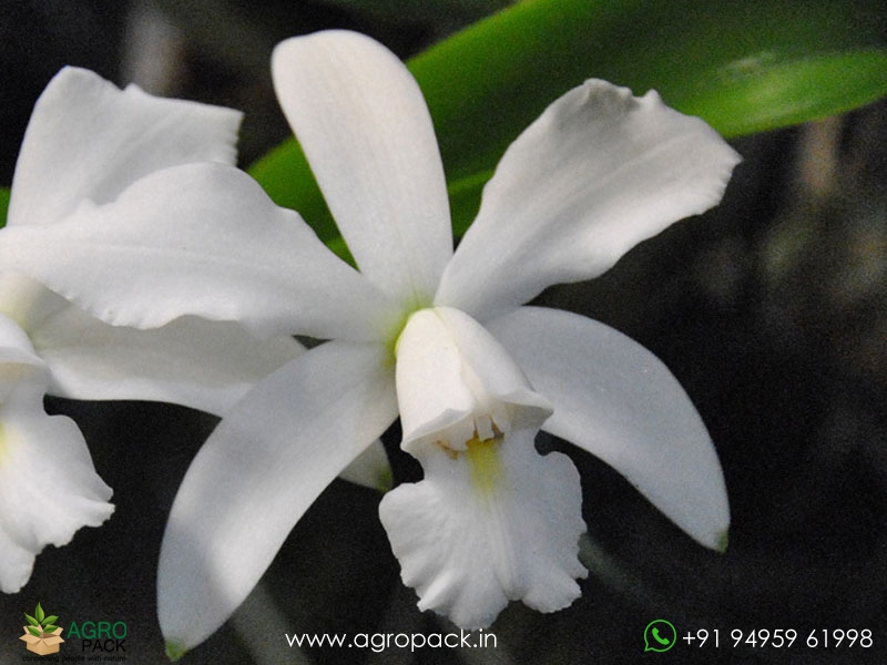 Cattleya-violacea-var.-alba-Orchid2