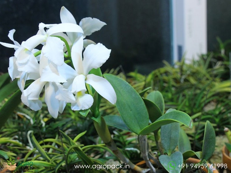 Cattleya-violacea-var.-alba-Orchid3