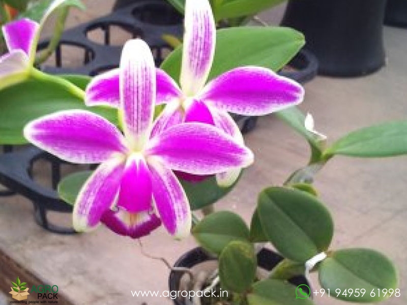 Cattleya-violacea-var.-semi-alba-flamea-Orchid1