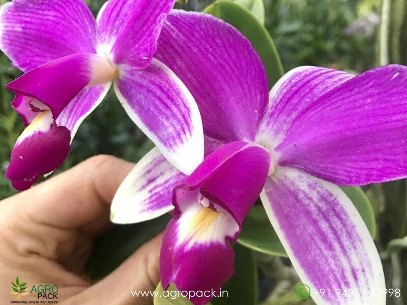 Cattleya-violacea-var.-semi-alba-flamea-Orchid2