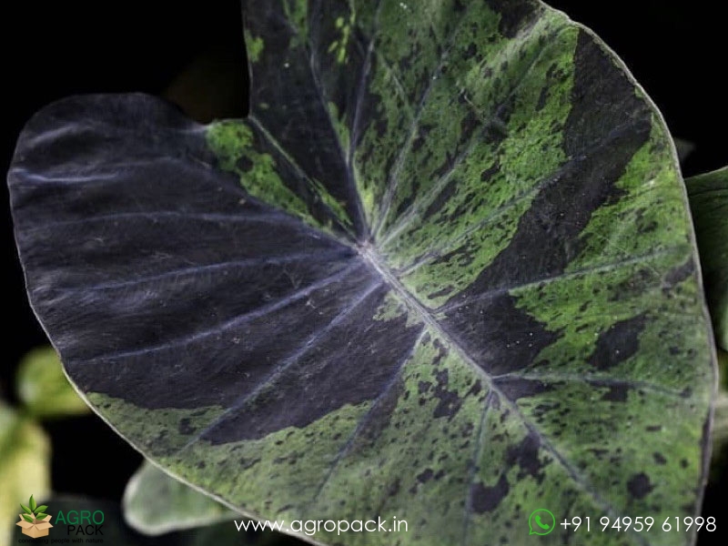 Colocasia--Black-Marble2